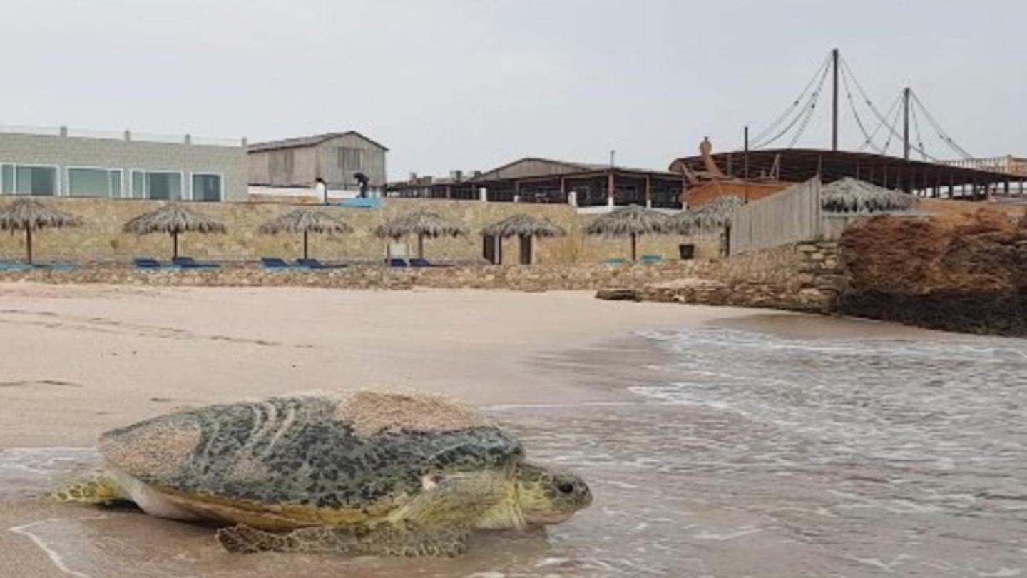Turtle Beach Resort Ras al Hadd Exteriör bild